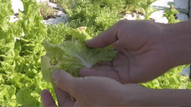 AQ TRAINING 6 Pests and Diseases