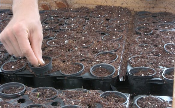 AQ TRAINING 4 Planting