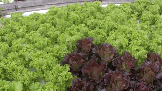 AQ TRAINING 2 What grows