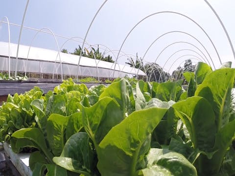 LIVING AQUAPONICS Documentary
