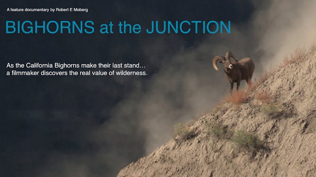 Bighorns at the Junction