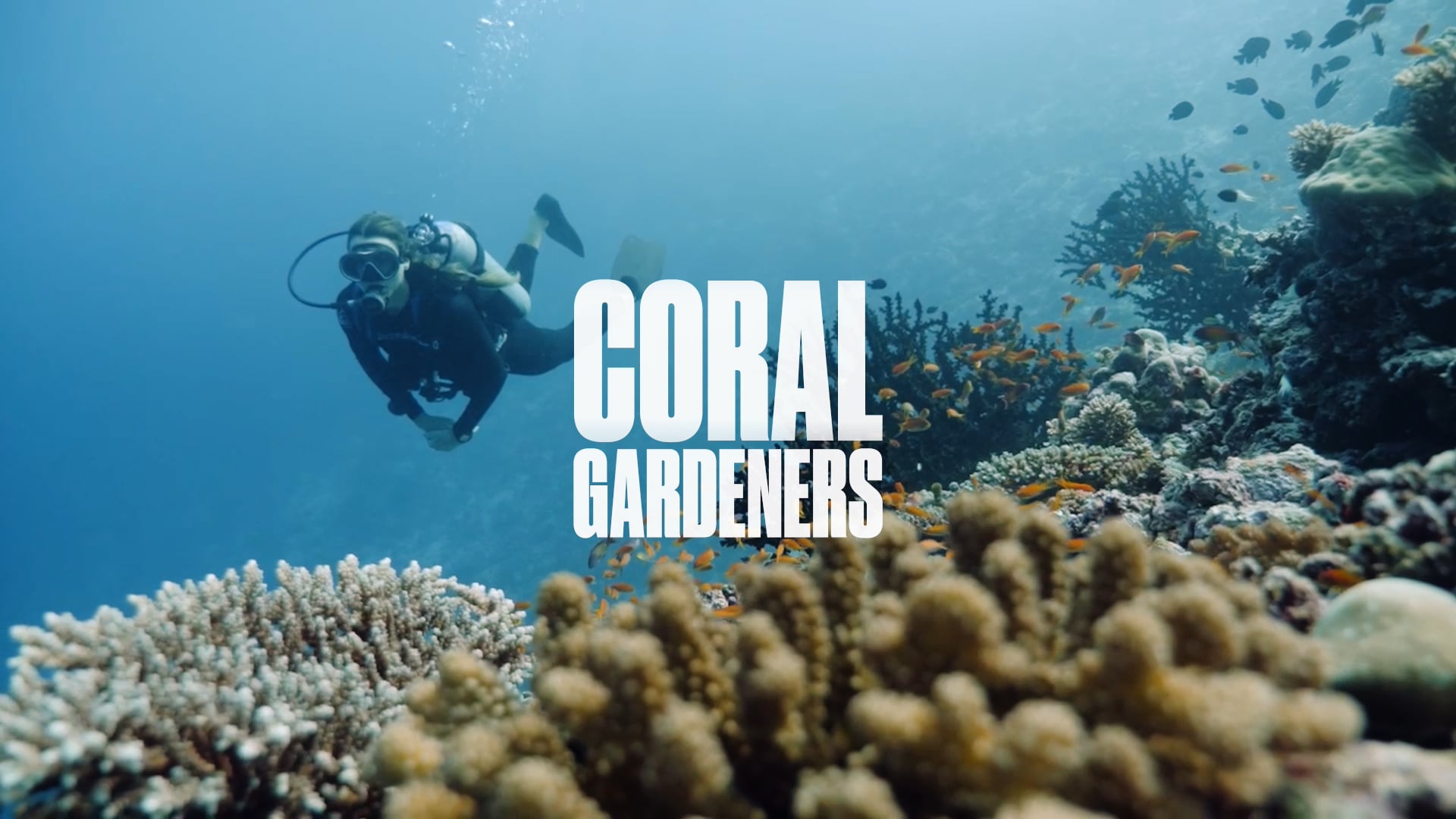 Coral Gardeners