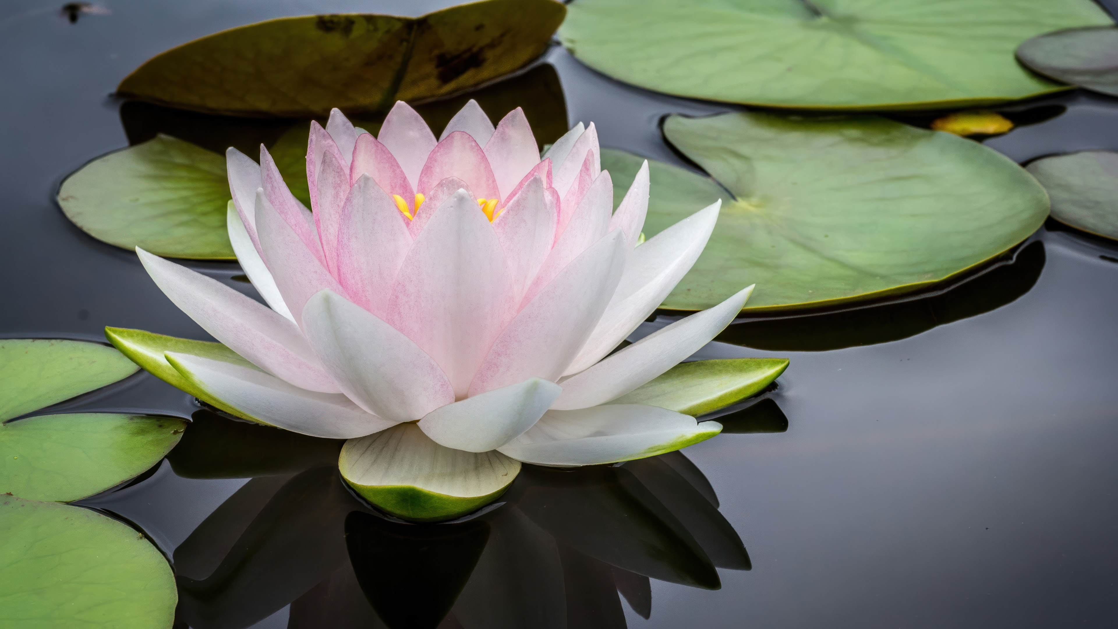 Robert Gonzales Training Legacy