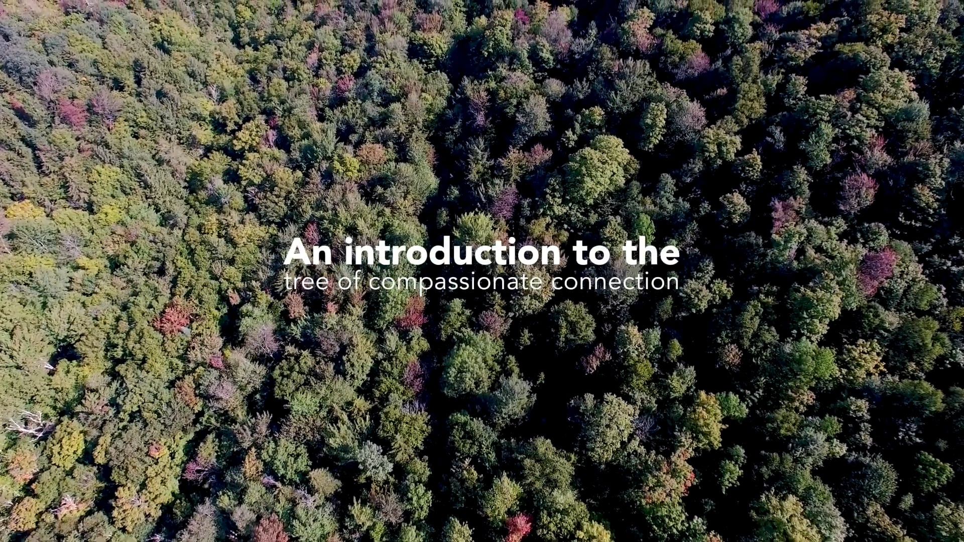 NVC Life Hacks 45 The Tree of Compassionate Connection (Self Led Courses Sneak Peak)