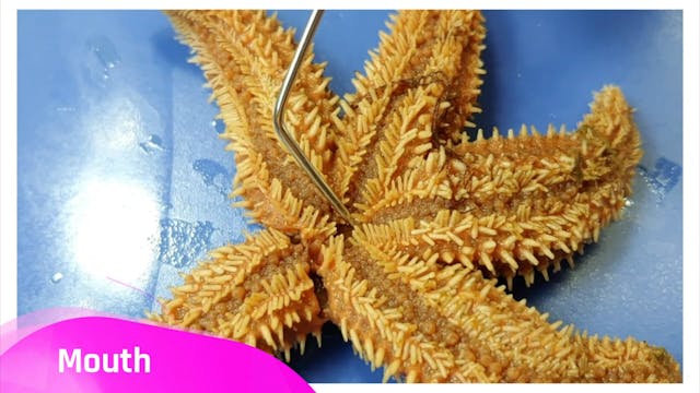 Starfish (Sea Star) Dissection  Neith...