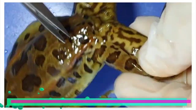 Frog Dissection  One Small Step for M...