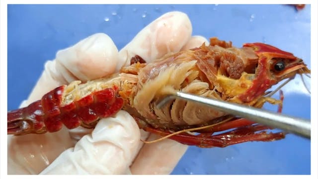 Crayfish Dissection  Aw Snap! [EDU]