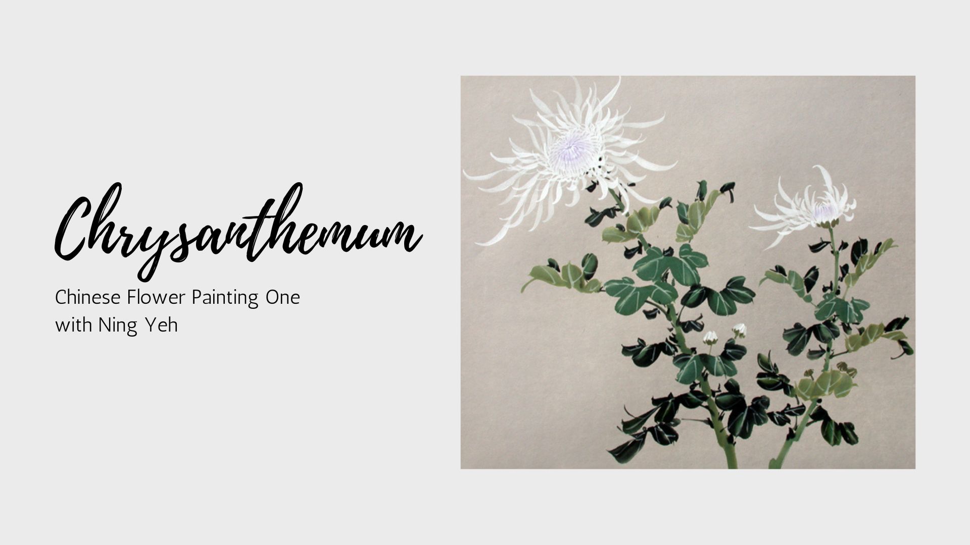 Chrysanthemum