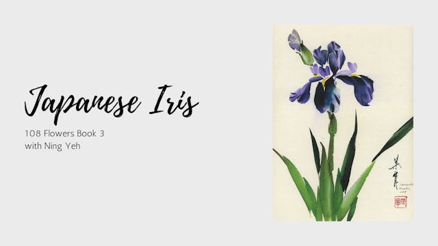 Japanese Iris