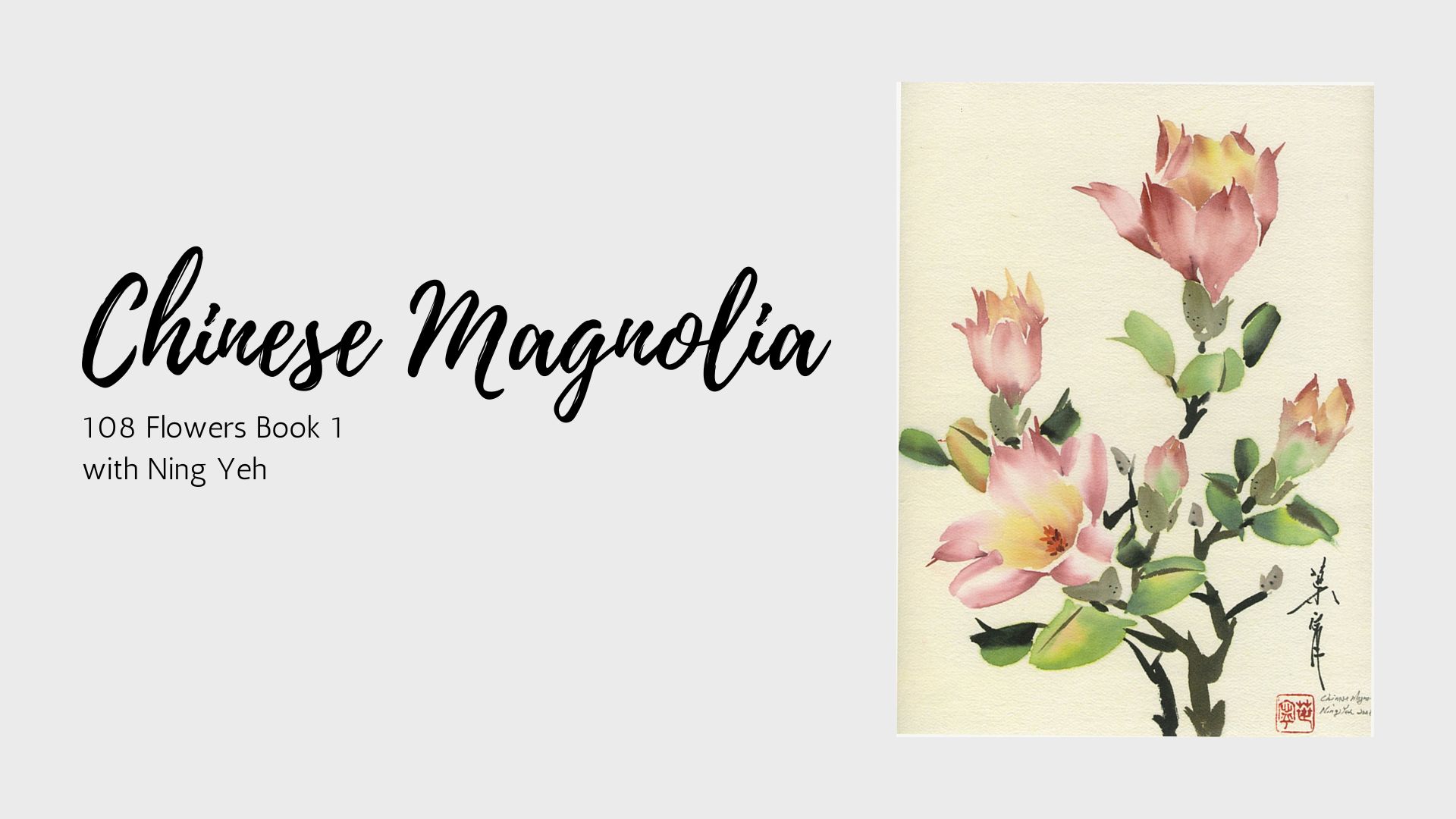 Chinese Magnolia