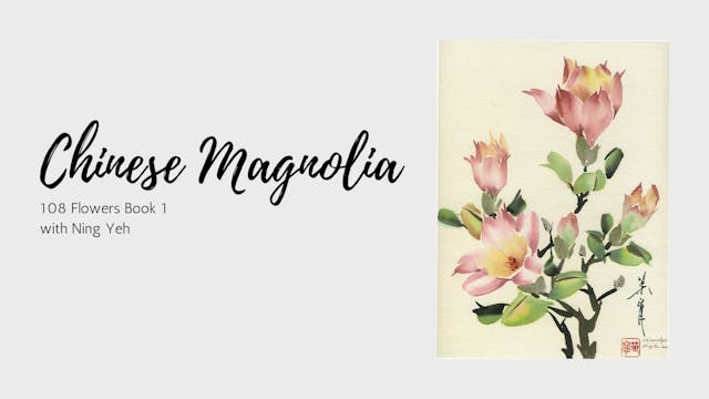 Chinese Magnolia