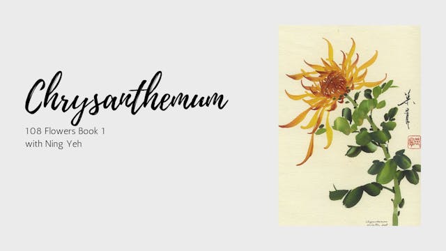 Chrysanthemum