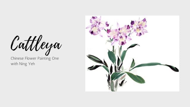 Cattleya