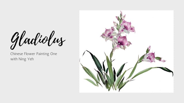 Gladiolus