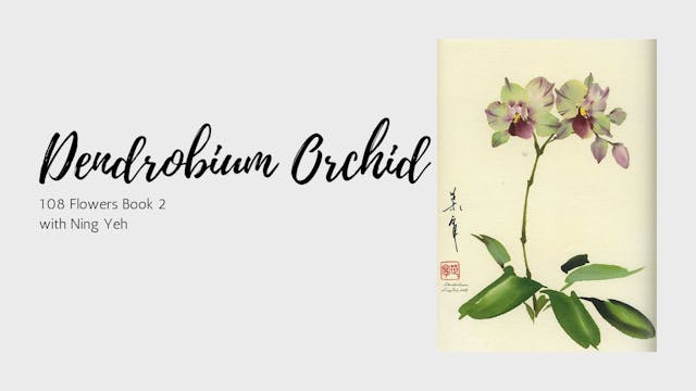 Dendrobium Orchid