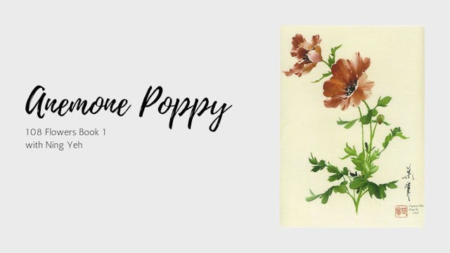 Anemone Poppy