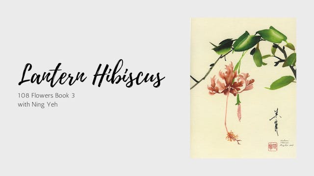 Lantern Hibiscus