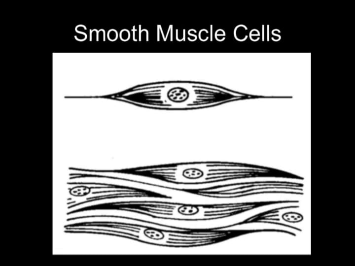Basic Human Anatomy: 2. Tissues of the Body