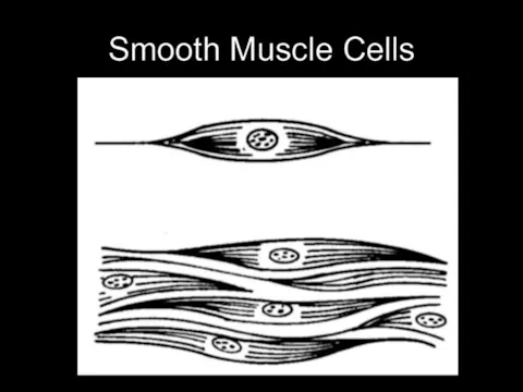 Basic Human Anatomy: 2. Tissues of th...