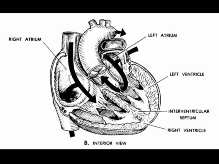 Basic Human Anatomy: 9. Cardiovascular and Lymphatic Systems