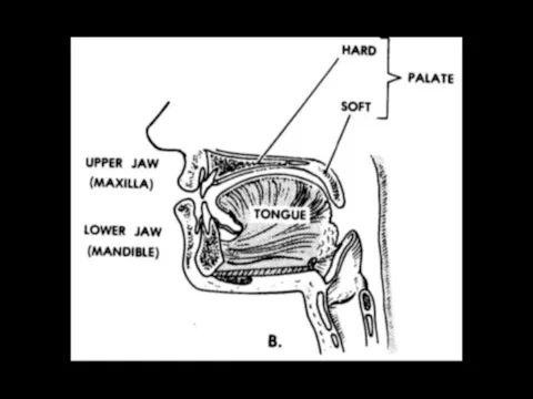 Basic Human Anatomy: 6. The Digestive...