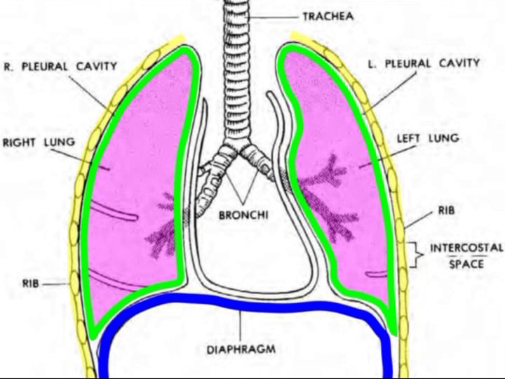 Basic Human Anatomy: 7. Respiratory System and Breathing