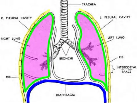 Basic Human Anatomy: 7. Respiratory S...