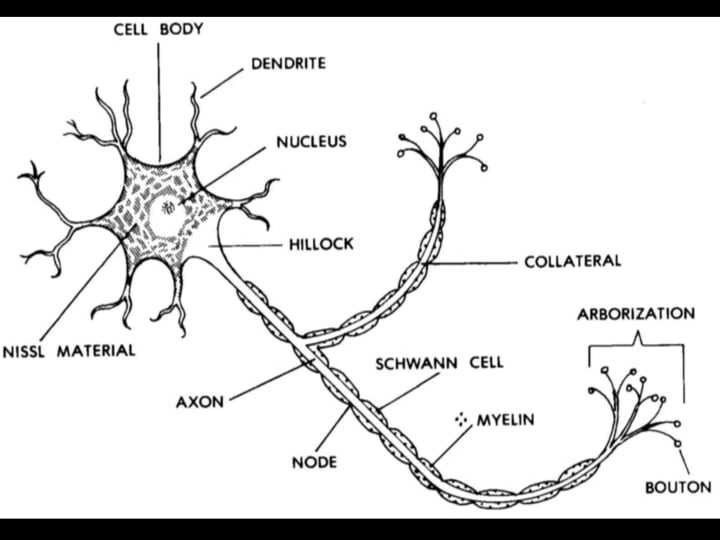 Basic Human Anatomy: 11A Nervous System