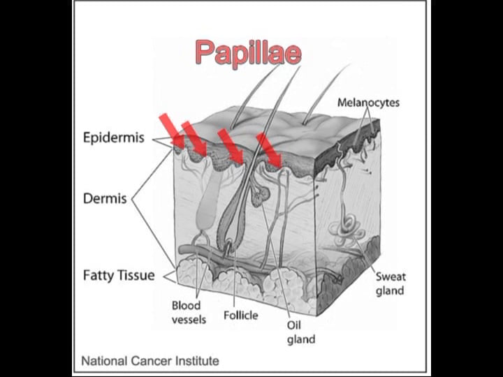 Basic Human Anatomy: 3. Integumentary and Fascial Systems