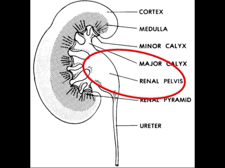 Basic Human Anatomy: 8. Urogenital Systems