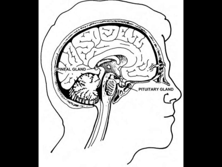 Basic Human Anatomy: 10. Endocrine Systems