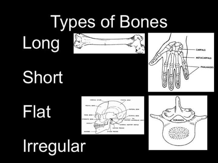 Basic Human Anatomy: 4. The Skeletal System
