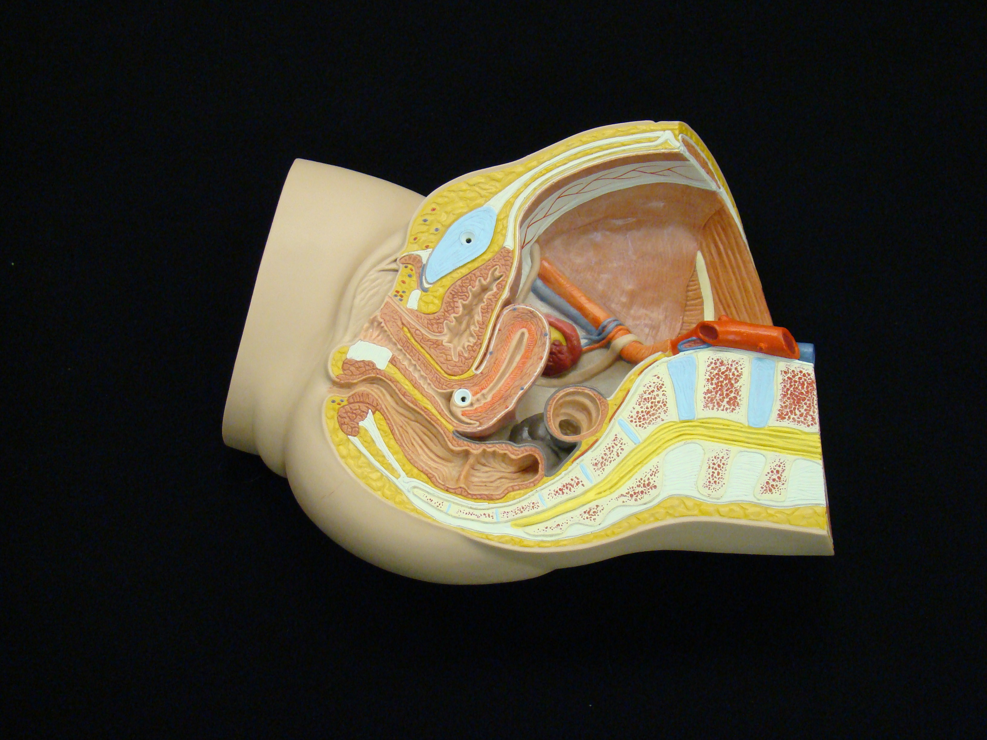 Anatomy