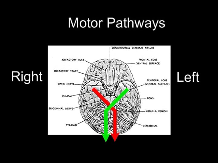 Basic Human Anatomy: 11B Nervous System