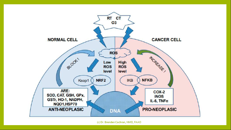 Ozone-Oils-and-Cancer.pdf