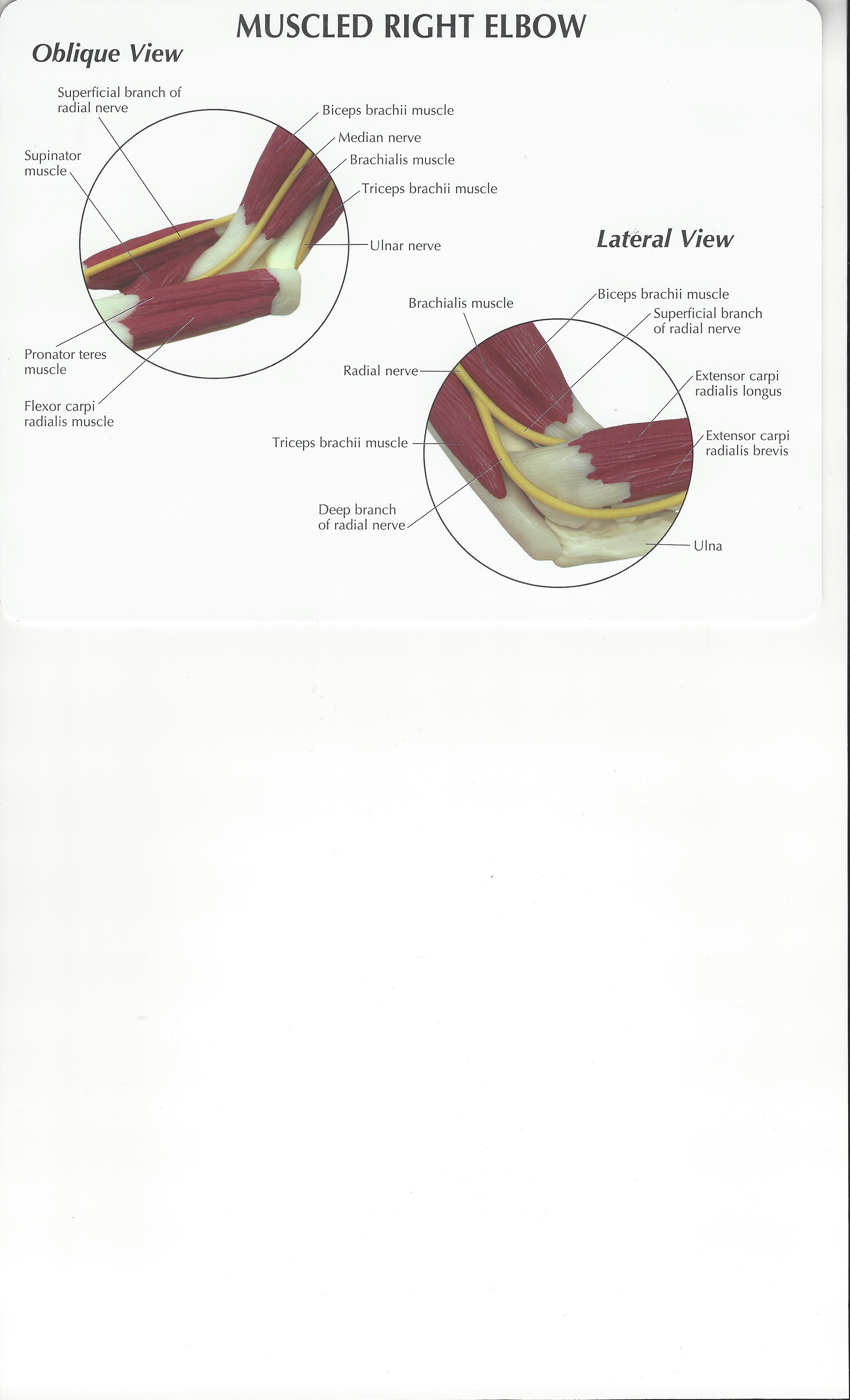 Anatomy of the Muscled Right Elbow Oblique and Lateral Views