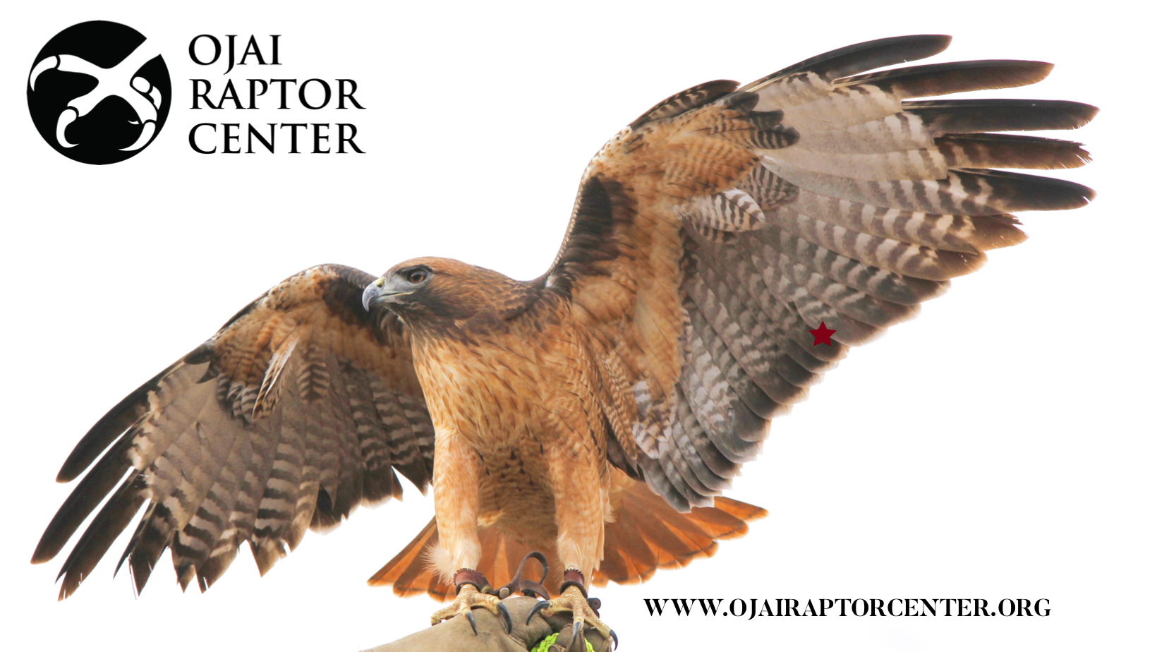 Meet the Ojai Raptor Center!
