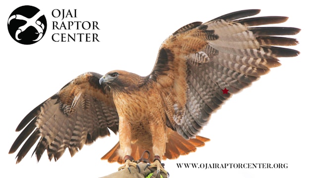 Meet the Ojai Raptor Center!