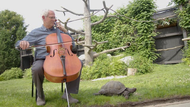 Tortoises & The Cello