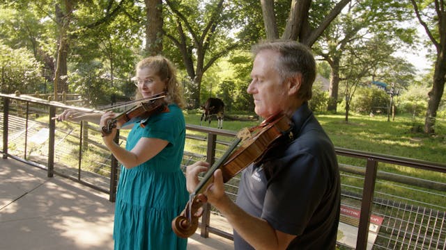 Animals with Long Ears & The Violin