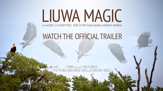 Trailer - Liuwa Magic