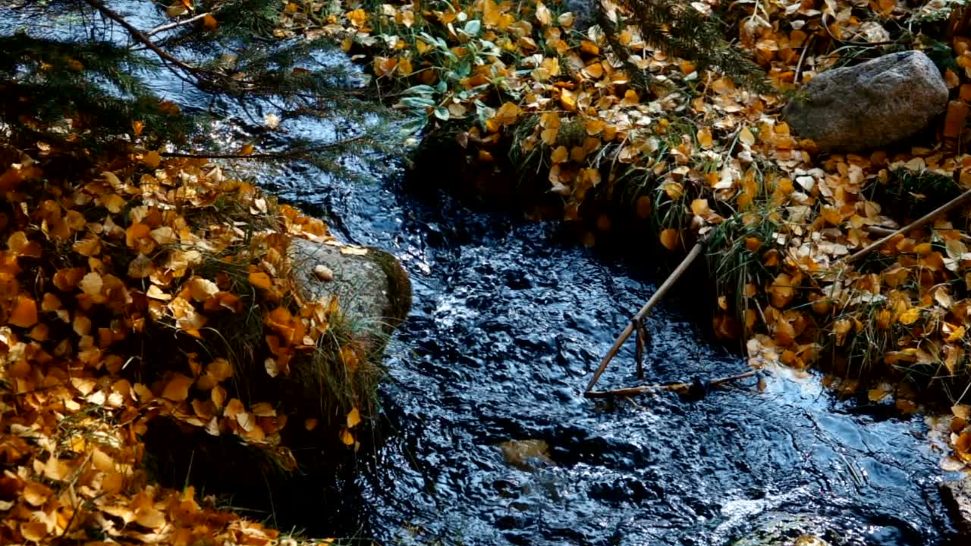 Leaves On a Stream Audio 