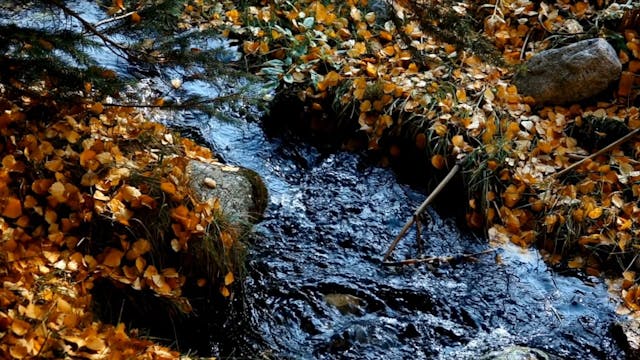 Leaves on a Stream Meditation