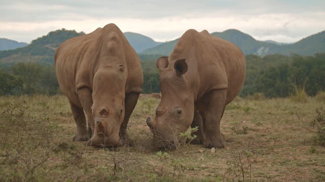 3 Amazing Facts About Rhino Skin