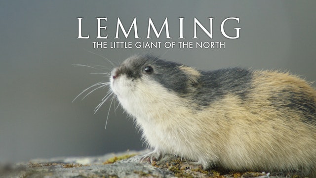 Lemming - The Little Giant of the North