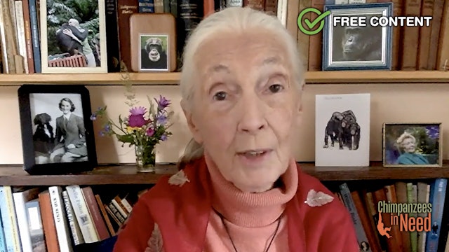 Jane Goodall for Chimpanzees In Need