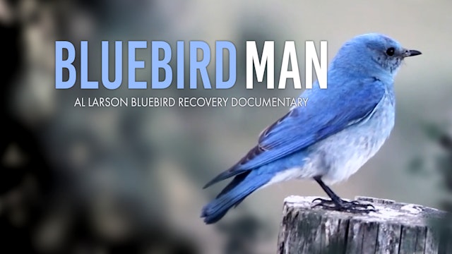 Bluebird Man