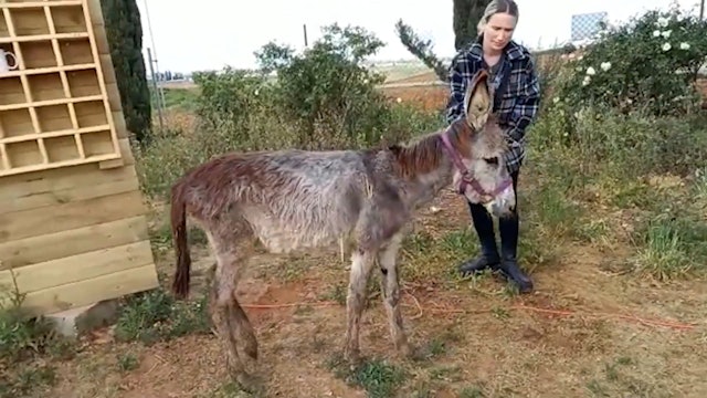 Natalie, The Baby Donkey, Is On The Mend!