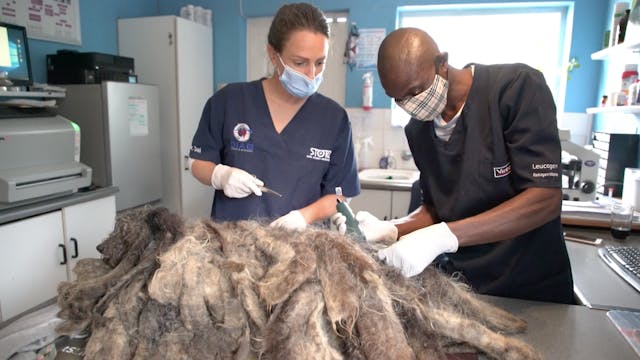 Dog covered in matted fur gets rescued
