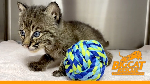 Baby Bobcat Arrives In Critical Condition